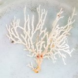《近海産海洋生物》イソバナモドキ(珍色)…ハンドコート採取