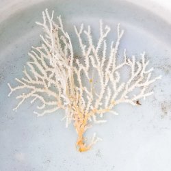 画像5: 《近海産海洋生物》イソバナモドキ(珍色)…ハンドコート採取