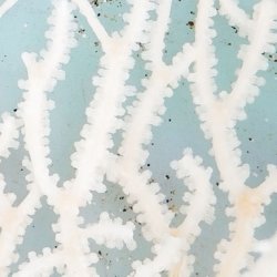 画像4: 《近海産海洋生物》イソバナモドキ(珍色)…ハンドコート採取