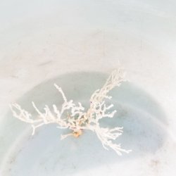 画像2: 《近海産海洋生物》イソバナモドキ(珍色)…ハンドコート採取