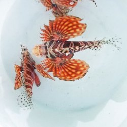 画像4: 《近海産海水魚》キリンミノカサゴ（1匹）…