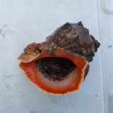 《近海産甲殻類》アカニシガイ…ハンドコート採取