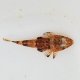 《近海産海水魚》オニゴチ