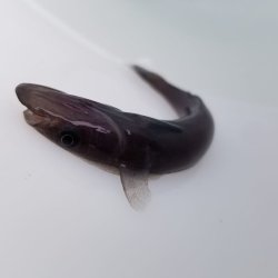 画像3: 《近海産海水魚》コバンザメ（クロコバン）SSサイズ…ハンドコート採取