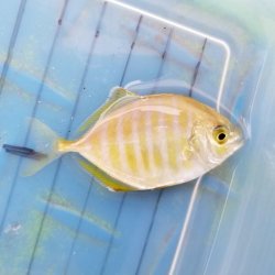 画像1: 《近海産海水魚》カイワリ幼魚…ハンドコート採取