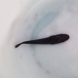 《近海産海水魚》コバンザメ（クロコバン）幼魚…ハンドコート採取