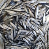 《近海産海水魚》餌用小魚（冷凍商品）150匹セット‥