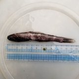 《近海産深海魚冷凍個体》ハダカイワシ科の1種(ミカドハダカ？)…画像の個体です