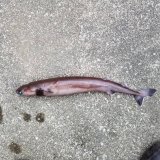 《外洋性深海魚》冷凍ダルマザメ（40〜45センチ前後）…ハンドコート