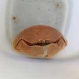 《近海産甲殻類》マルソデカラッパ(Lサイズ)