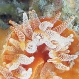 《近海産海洋生物》タコアシサンゴの仲間（ニイノタコアシサンゴ）1…ハンドコート採取