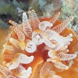 画像1: 《近海産海洋生物》タコアシサンゴの仲間（ニイノタコアシサンゴ）1…ハンドコート採取