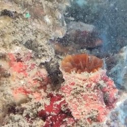 画像2: 《近海産海洋生物》タコアシサンゴの仲間（ニイノタコアシサンゴ）5…ハンドコート採取