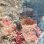 画像2: 《近海産海洋生物》タコアシサンゴの仲間（ニイノタコアシサンゴ）5…ハンドコート採取 (2)