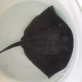 《近海産海水魚》カラスエイ…ハンドコート採取
