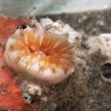 《近海産海洋生物》シオガマサンゴ…ハンドコート採取