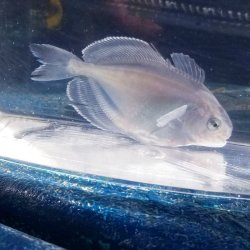 画像1: 《近海産海水魚》ハナビラウオ幼魚…ハンドコート採取