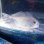 画像2: 《近海産海水魚》ハナビラウオ幼魚…ハンドコート採取 (2)
