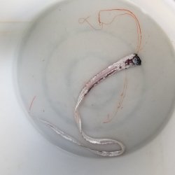 画像4: 《近海産深海魚》☆★☆激レア☆★☆リュウグウノツカイの冷凍個体（レアサイズ）…40〜45センチ前後