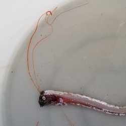 画像12: 《近海産深海魚》☆★☆激レア☆★☆リュウグウノツカイの冷凍個体（レアサイズ）…40〜45センチ前後