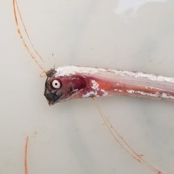 画像11: 《近海産深海魚》☆★☆激レア☆★☆リュウグウノツカイの冷凍個体（レアサイズ）…40〜45センチ前後