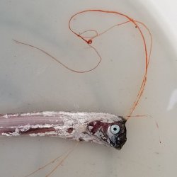 画像7: 《近海産深海魚》☆★☆激レア☆★☆リュウグウノツカイの冷凍個体（レアサイズ）…40〜45センチ前後