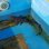 画像3: 《近海産海水魚》ホシザメ(Lサイズ)…ハンドコート採取