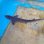 画像4: 《近海産海水魚》ホシザメ(Lサイズ)…ハンドコート採取