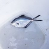 《近海産海水魚》シマガツオ科の1種…ハンドコート採取
