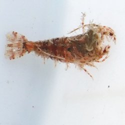 画像2: 《近海産甲殻類》【珍】エビの仲間（1匹）…ハンドコート採取（未同定）