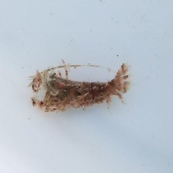 画像5: 《近海産甲殻類》【珍】エビの仲間（1匹）…ハンドコート採取（未同定）