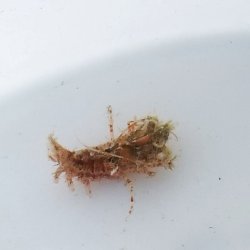 画像4: 《近海産甲殻類》【珍】エビの仲間（1匹）…ハンドコート採取（未同定）