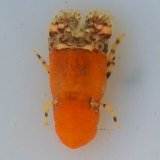 《近海産甲殻類》キタンヒメセミエビ(画像の個体です)…ハンドコート採取