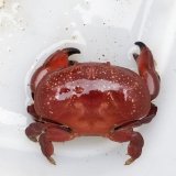 《近海産甲殻類》ホシマンジュウガニ(フリー個体)…当店ハンドコート採取