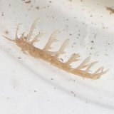 《近海産甲殻類》ムロトミノウミウシ…当店ハンドコート採取