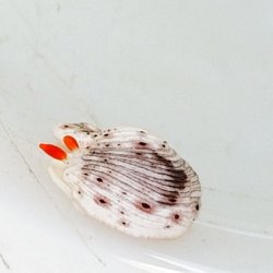 画像3: 《近海産甲殻類》オトメウミウシ…当店ハンドコート採取