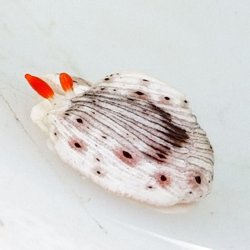 画像1: 《近海産甲殻類》オトメウミウシ…当店ハンドコート採取
