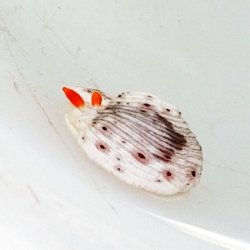 画像4: 《近海産甲殻類》オトメウミウシ…当店ハンドコート採取