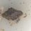 画像3: 《近海産甲殻類》ウスイロサンゴヤドカリ　2匹セット…当店ハンドコート採取 (3)