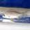 画像3: 《近海産海水魚》【レアサイズ】キチヌ(キビレ)幼魚の2匹セット…当店ハンドコート採取