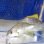 画像7: 《近海産海水魚》【レアサイズ】キチヌ(キビレ)幼魚…当店ハンドコート採取