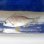画像1: 《近海産海水魚》【レアサイズ】キチヌ(キビレ)幼魚の2匹セット…当店ハンドコート採取 (1)
