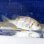 画像5: 《近海産海水魚》【レアサイズ】キチヌ(キビレ)幼魚…当店ハンドコート採取