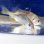 画像4: 《近海産海水魚》【レアサイズ】キチヌ(キビレ)幼魚の2匹セット…当店ハンドコート採取