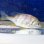 画像2: 《近海産海水魚》【レアサイズ】キチヌ(キビレ)幼魚の2匹セット…当店ハンドコート採取