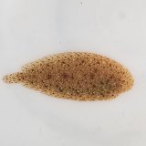 《近海産海水魚》ササウシノシタ(画像の個体です)…ハンドコート採取