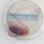 画像4: 《近海産甲殻類》【外洋性珍種】アミダコ…ハンドコート採取 (4)