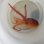 画像2: 《近海産甲殻類》【外洋性珍種】アミダコ…ハンドコート採取 (2)
