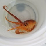 《近海産甲殻類》【外洋性珍種】アミダコ…ハンドコート採取