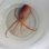 画像3: 《近海産甲殻類》【外洋性珍種】アミダコ…ハンドコート採取 (3)